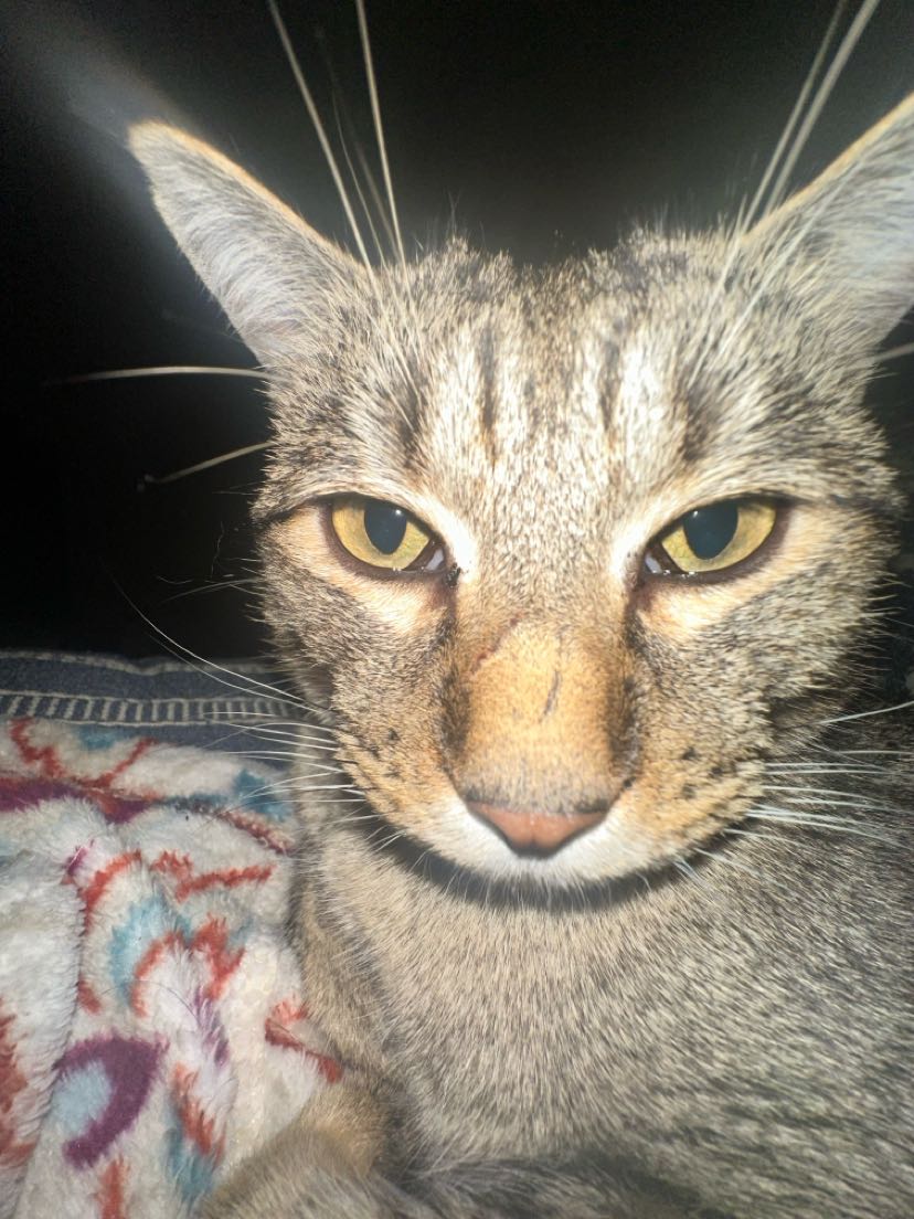Gami close up